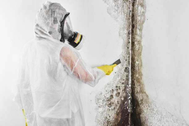 Best Attic Mold Removal  in Randolph, NE