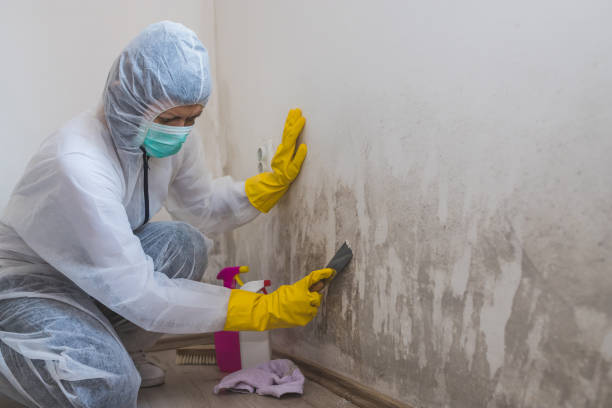 Attic Mold Removal in Randolph, NE