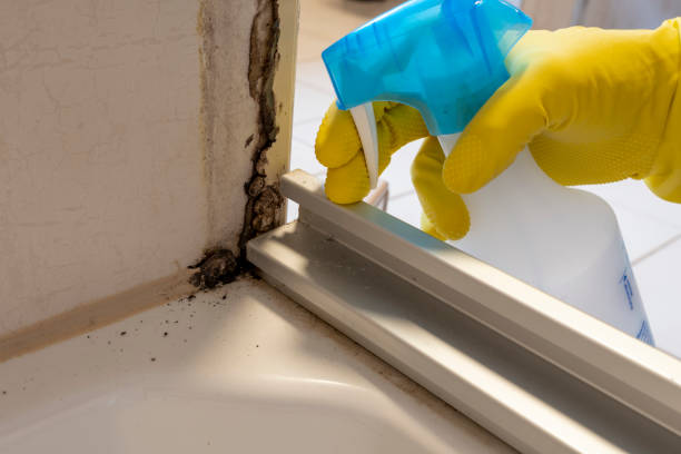 Randolph, NE Mold Removal Company