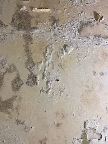 Best Mold Testing  in Randolph, NE