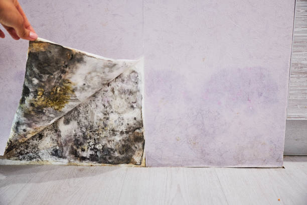 Best Residential Mold Removal  in Randolph, NE